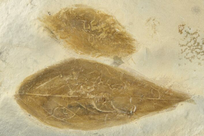Two Detailed Fossil Leaves (Cyclocarya) - Montana
